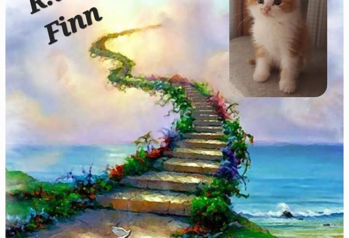 Abschied von Finn – ein besonderer Begleiter