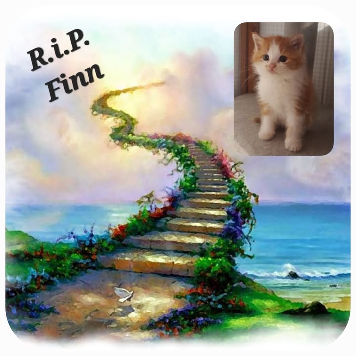 Abschied von Finn – ein besonderer Begleiter Abschied von Finn – ein besonderer Begleiter