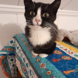 Katze Minka sucht Zuhause mit gleichaltriger Zweitkatze