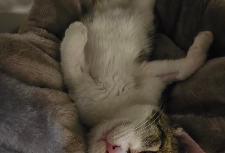 Katzen Ossi und Ruxa suchen gemeinsam ein Zuhause