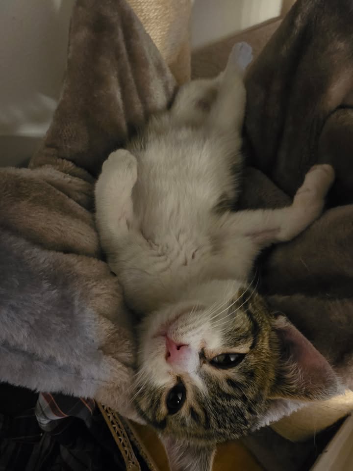 Katzen Ossi und Ruxa suchen gemeinsam ein Zuhause Katzen Ossi und Ruxa suchen gemeinsam ein Zuhause