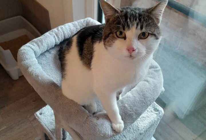 Kater Carlo sucht Zuhause mit Freigang, auch zu Kätzchen Kater Carlo sucht Zuhause mit Freigang, auch zu Kätzchen