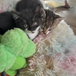 Katzen Schwestern Malia und Nala gemeinsam vermitteln