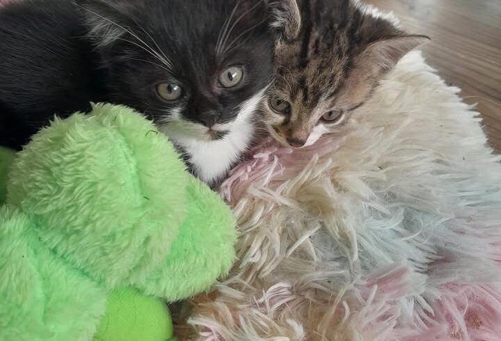 Katzen Schwestern Malia und Nala gemeinsam vermitteln