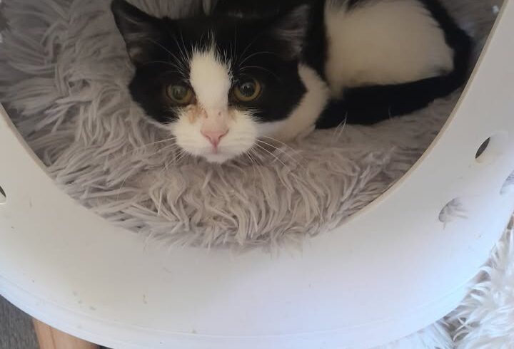 Katze Franzi sucht ruhiges Zuhause ohne Kleinkinder