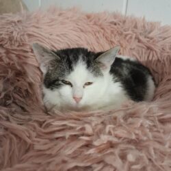 Kater Nero im Verein unter Pflegestelle Katrin