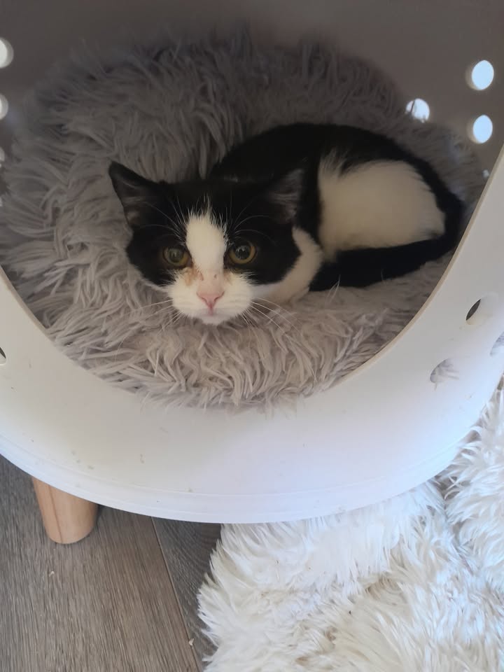 Franzi vorerst nicht zur Vermittlung verfügbar Franzi vorerst nicht zur Vermittlung verfügbar