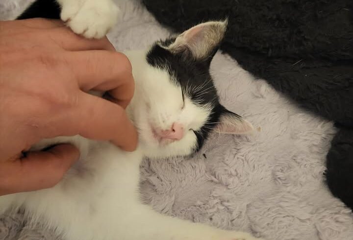 Katzen aus Wattens suchen Zuhause paarweise oder mit gleichaltriger Katze Katzen aus Wattens suchen Zuhause paarweise oder mit gleichaltriger Katze