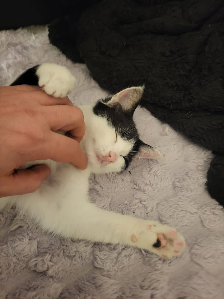 Katzen aus Wattens suchen Zuhause paarweise oder mit gleichaltriger Katze Katzen aus Wattens suchen Zuhause paarweise oder mit gleichaltriger Katze