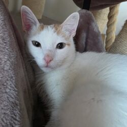 Kater Serapis sucht Zuhause mit verspielter Zweitkatze