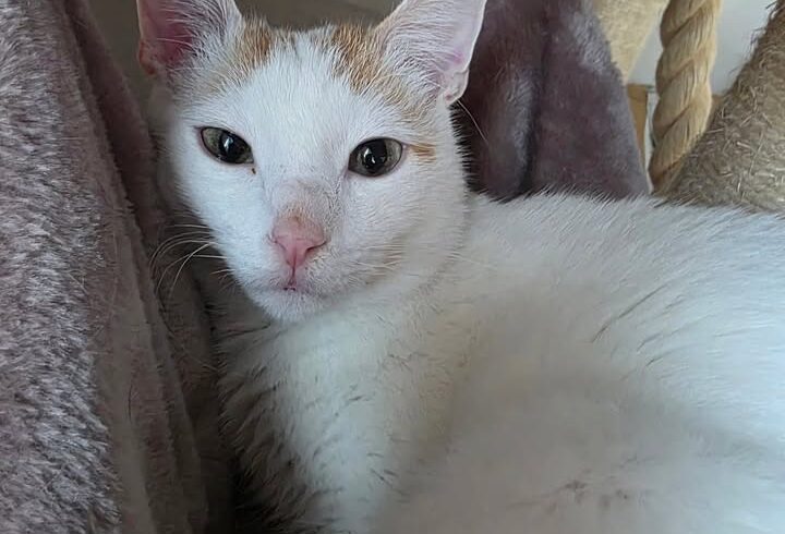 Kater Serapis sucht Zuhause mit verspielter Zweitkatze Kater Serapis sucht Zuhause mit verspielter Zweitkatze