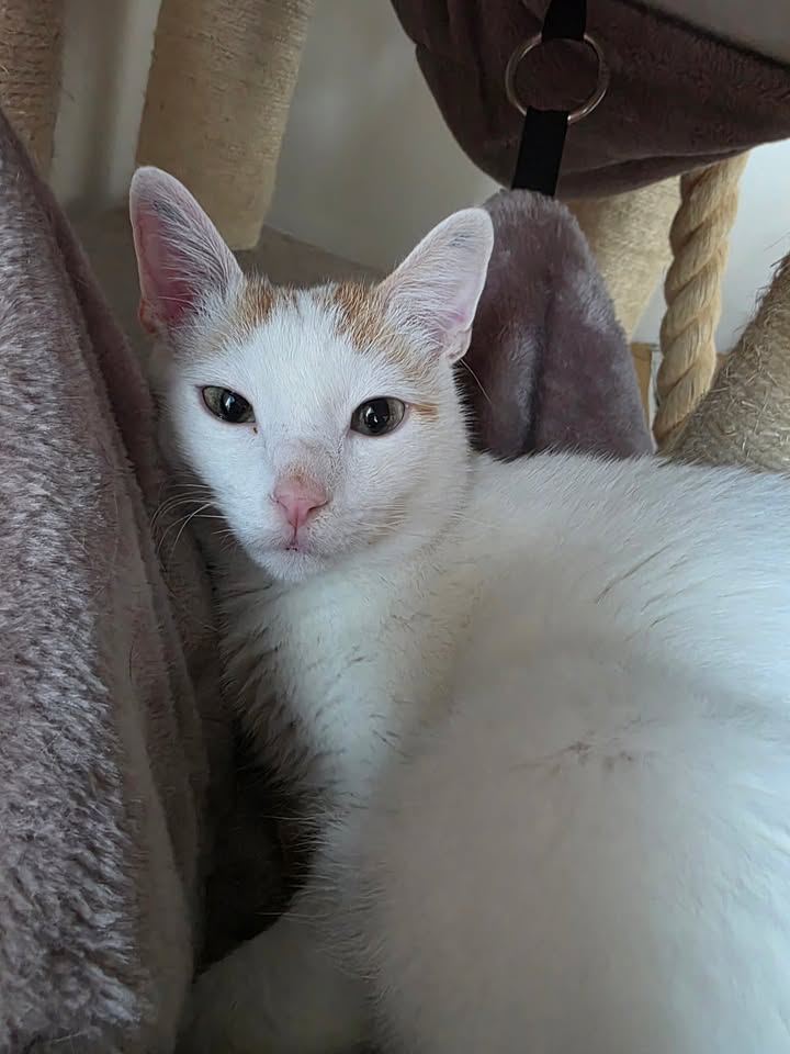 Kater Serapis sucht Zuhause mit verspielter Zweitkatze Kater Serapis sucht Zuhause mit verspielter Zweitkatze