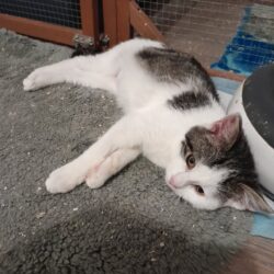 Katze Nero sucht Platz nur mit anderen Katzen