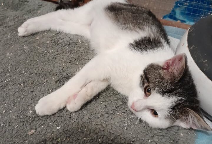 Katze Nero sucht Platz nur mit anderen Katzen Katze Nero sucht Platz nur mit anderen Katzen