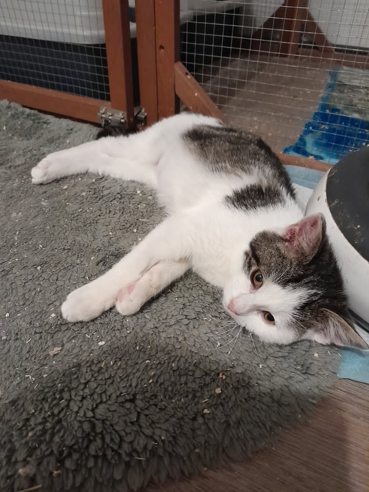 Katze Nero sucht Platz nur mit anderen Katzen Katze Nero sucht Platz nur mit anderen Katzen