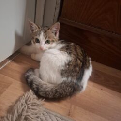 Katze Alice – Vermittlung durch Tierschutz Libelle