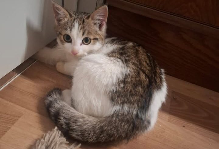Katze Alice – Vermittlung durch Tierschutz Libelle