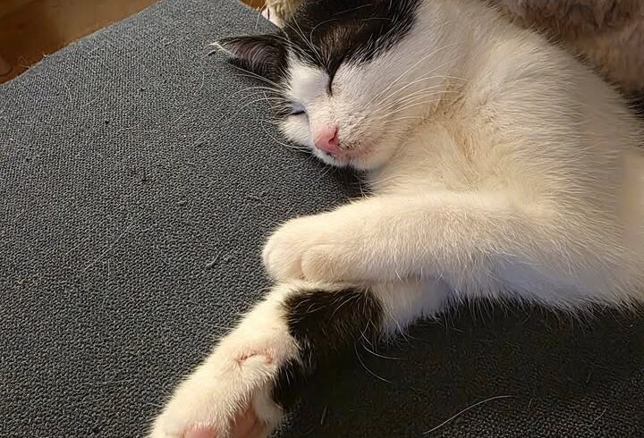 Drei Katzen suchen Zuhause, paarweise oder mit Katzenfreund