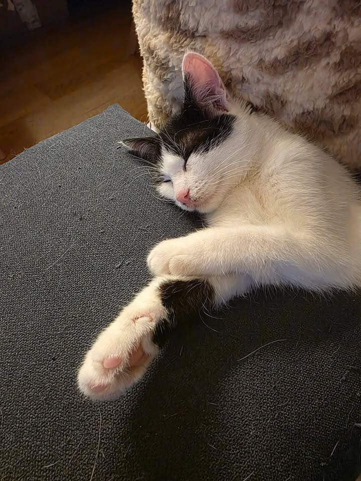 Drei Katzen suchen Zuhause, paarweise oder mit Katzenfreund Drei Katzen suchen Zuhause, paarweise oder mit Katzenfreund