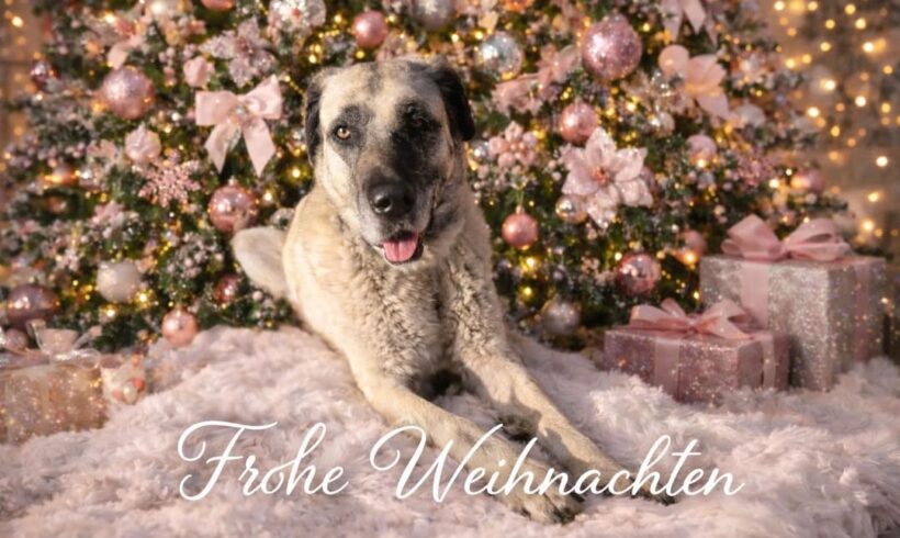 Dank an Unterstützer des Tierschutzvereins Libelle