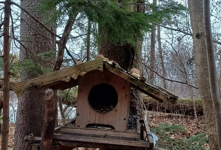 Spenden ermöglichen regelmäßiges Dinner für Pipmatze und Eichhörnchen