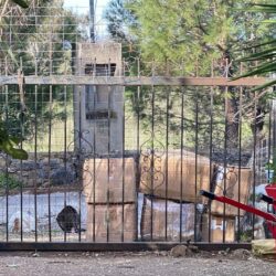 Spenden für Hunde und Katzen auf Kreta angekommen