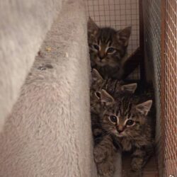 Katzen Drillinge Balu, Susi und Herzi suchen Zuhause