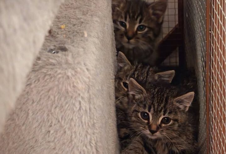 Katzen Drillinge Balu, Susi und Herzi suchen Zuhause Katzen Drillinge Balu, Susi und Herzi suchen Zuhause