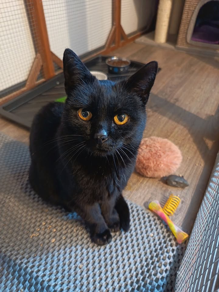 Katze Mietzi sucht Einzelzuhause mit Freigang Katze Mietzi sucht Einzelzuhause mit Freigang