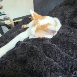 Kater Serapis sucht Zuhause mit vorhandener Katze