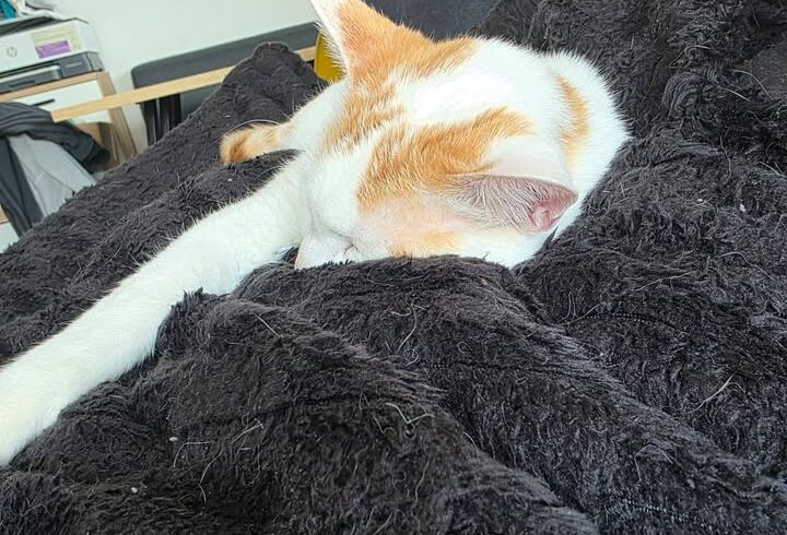 Kater Serapis sucht Zuhause mit vorhandener Katze Kater Serapis sucht Zuhause mit vorhandener Katze