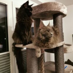 Maine Coon Katzen Amy und Daisy suchen neues Personal