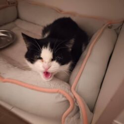 Spendenaufruf für Katze Franzi zur Behandlung