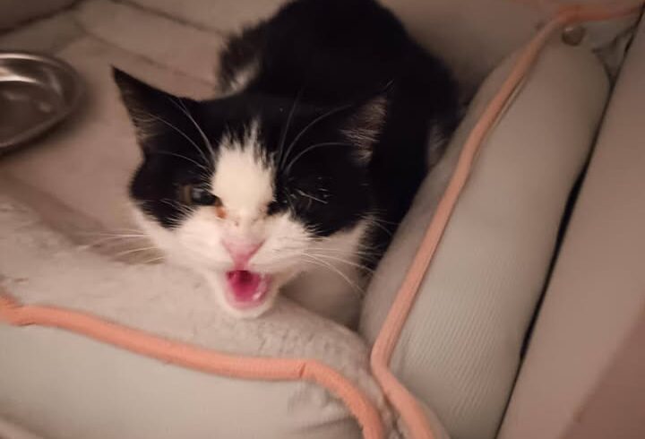 Spendenaufruf für Katze Franzi zur Behandlung Spendenaufruf für Katze Franzi zur Behandlung