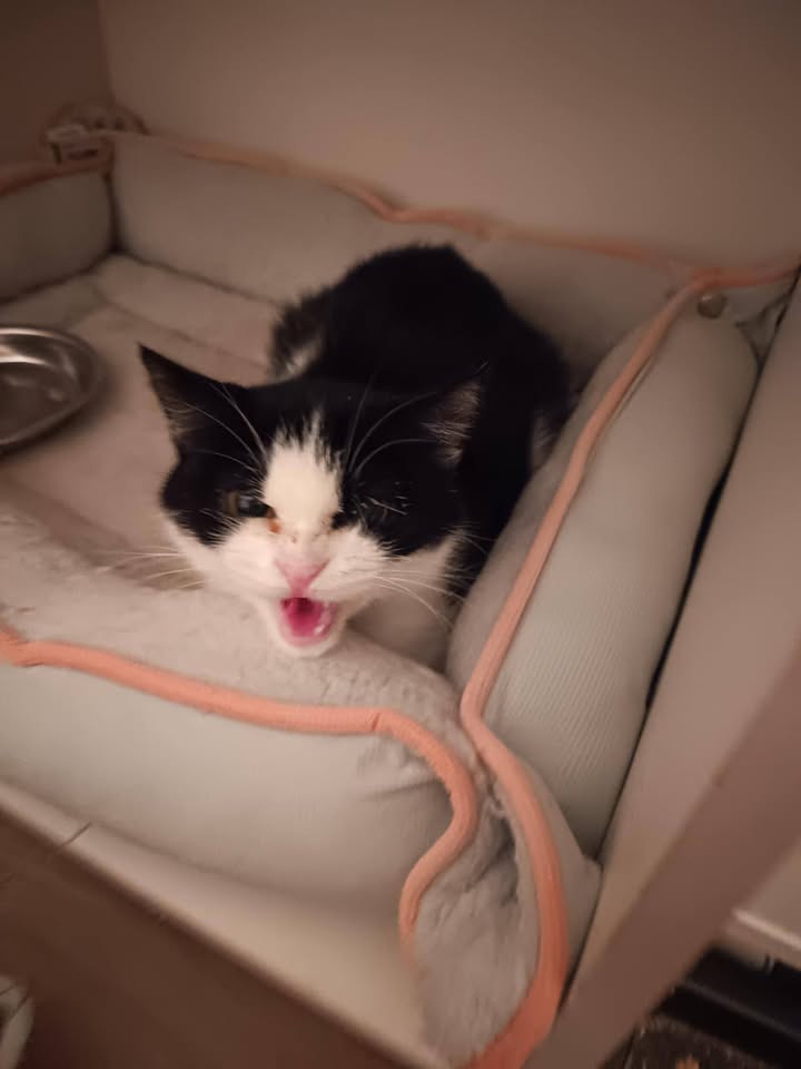 Spendenaufruf für Katze Franzi zur Behandlung Spendenaufruf für Katze Franzi zur Behandlung