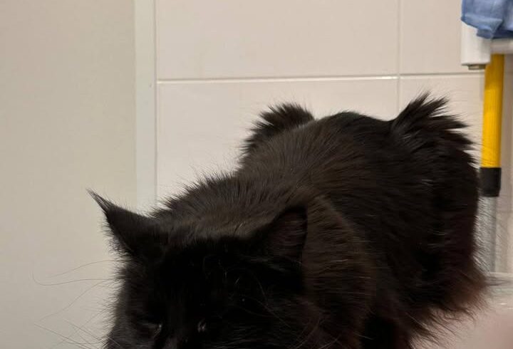 Maine-Coon-Damen Amy & Daisy suchen Zuhause Maine-Coon-Damen Amy & Daisy suchen Zuhause