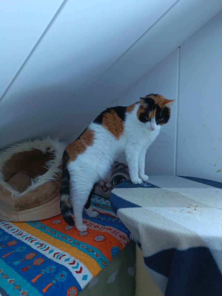Katze Mina und Katze Nelly suchen ein Zuhause Katze Mina und Katze Nelly suchen ein Zuhause