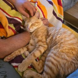 Trauriger Abschied von Katze Caramello durch Vermittlung Trauriger Abschied von Katze Caramello durch Vermittlung