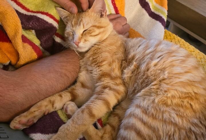 Trauriger Abschied von Katze Caramello durch Vermittlung Trauriger Abschied von Katze Caramello durch Vermittlung