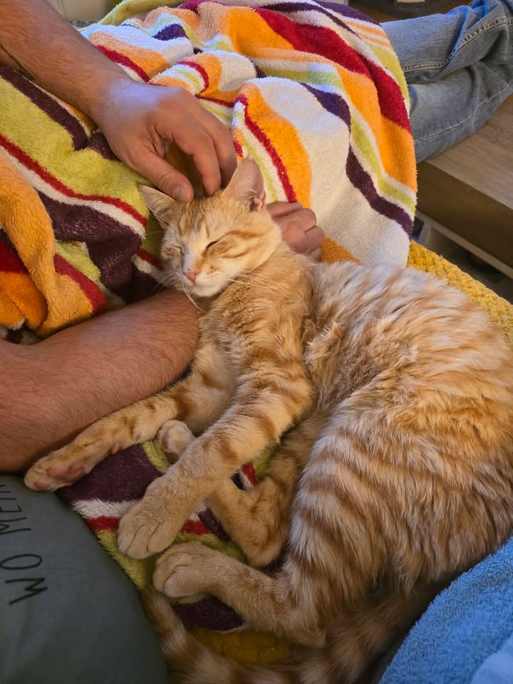 Trauriger Abschied von Katze Caramello durch Vermittlung Trauriger Abschied von Katze Caramello durch Vermittlung