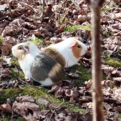 Meerschweinchen – Suche nach entlaufenem Tier am Tratzberg