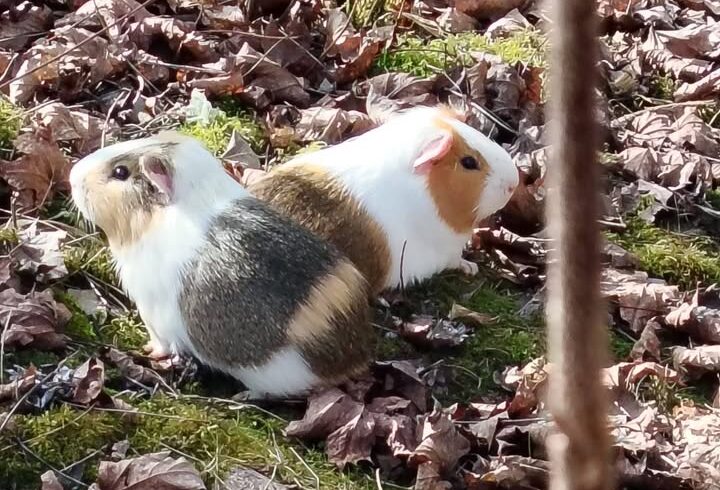 Meerschweinchen – Suche nach entlaufenem Tier am Tratzberg