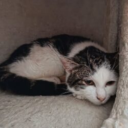 Kater Nero bei Pflegestelle, Therapie läuft