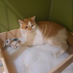 Kater Fluffi sucht Zuhause trotz besonderer PflegebedĂŒrftigkeit Kater Fluffi sucht Zuhause trotz besonderer PflegebedĂŒrftigkeit