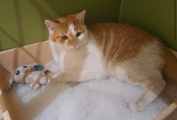 Kater Fluffi sucht Zuhause trotz besonderer Pflegebedürftigkeit