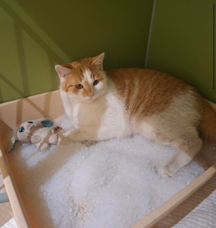 Kater Fluffi sucht Zuhause trotz besonderer Pflegebedürftigkeit Kater Fluffi sucht Zuhause trotz besonderer Pflegebedürftigkeit