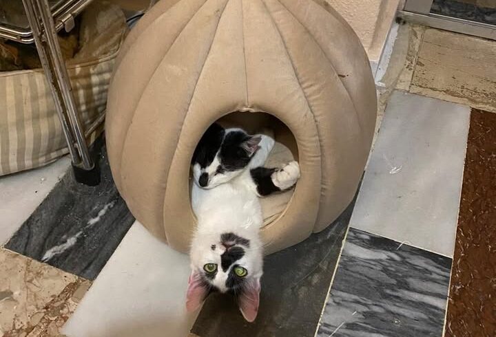 Kater Ganesh und Gilgamesh suchen gemeinsames Zuhause