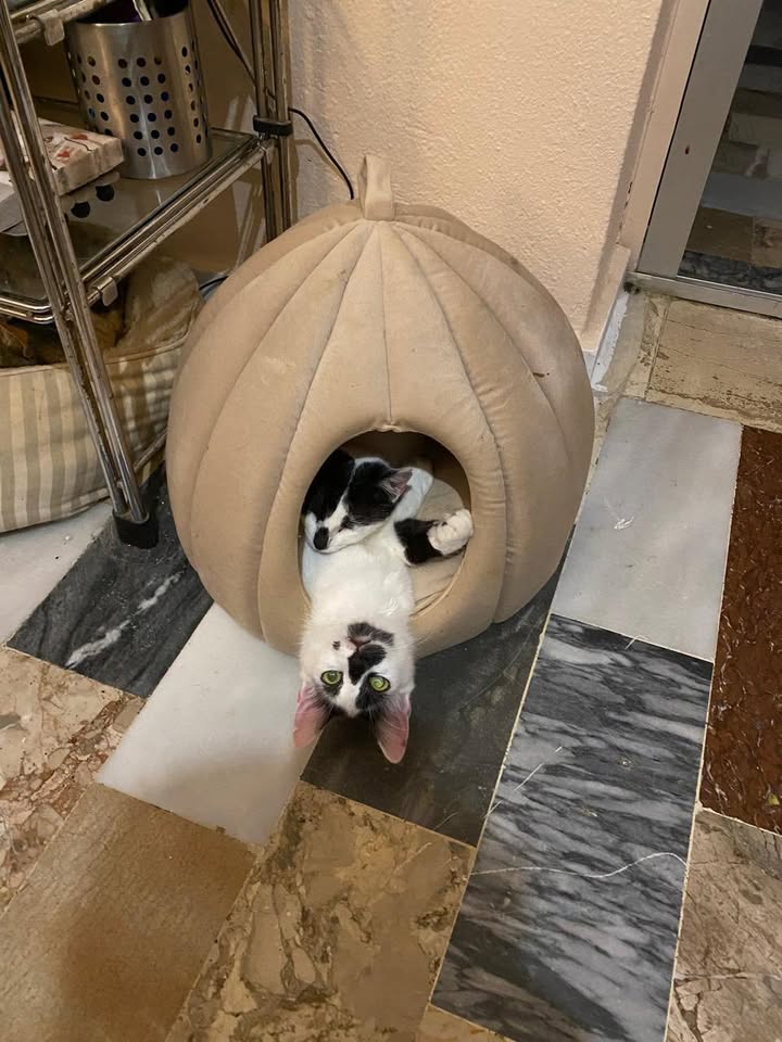 Kater Ganesh und Gilgamesh suchen gemeinsames Zuhause Kater Ganesh und Gilgamesh suchen gemeinsames Zuhause