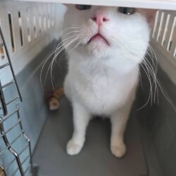 Katze Serapis sucht ein Zuhause