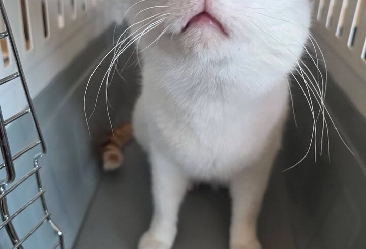 Katze Serapis sucht ein Zuhause